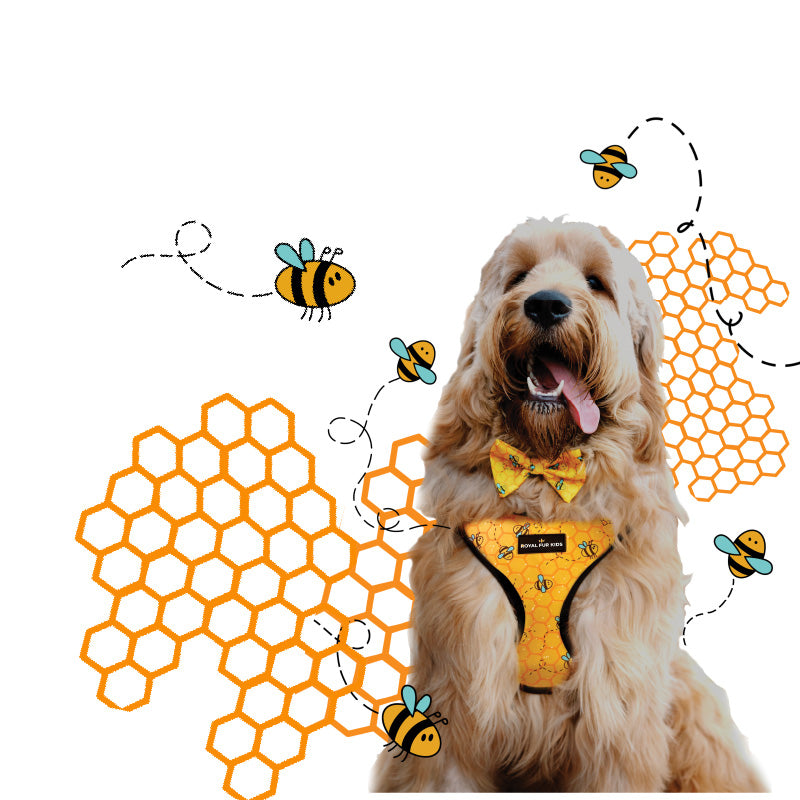 A shaggy dog wearing a bee harness and bow tie, with bees buzzing around him.