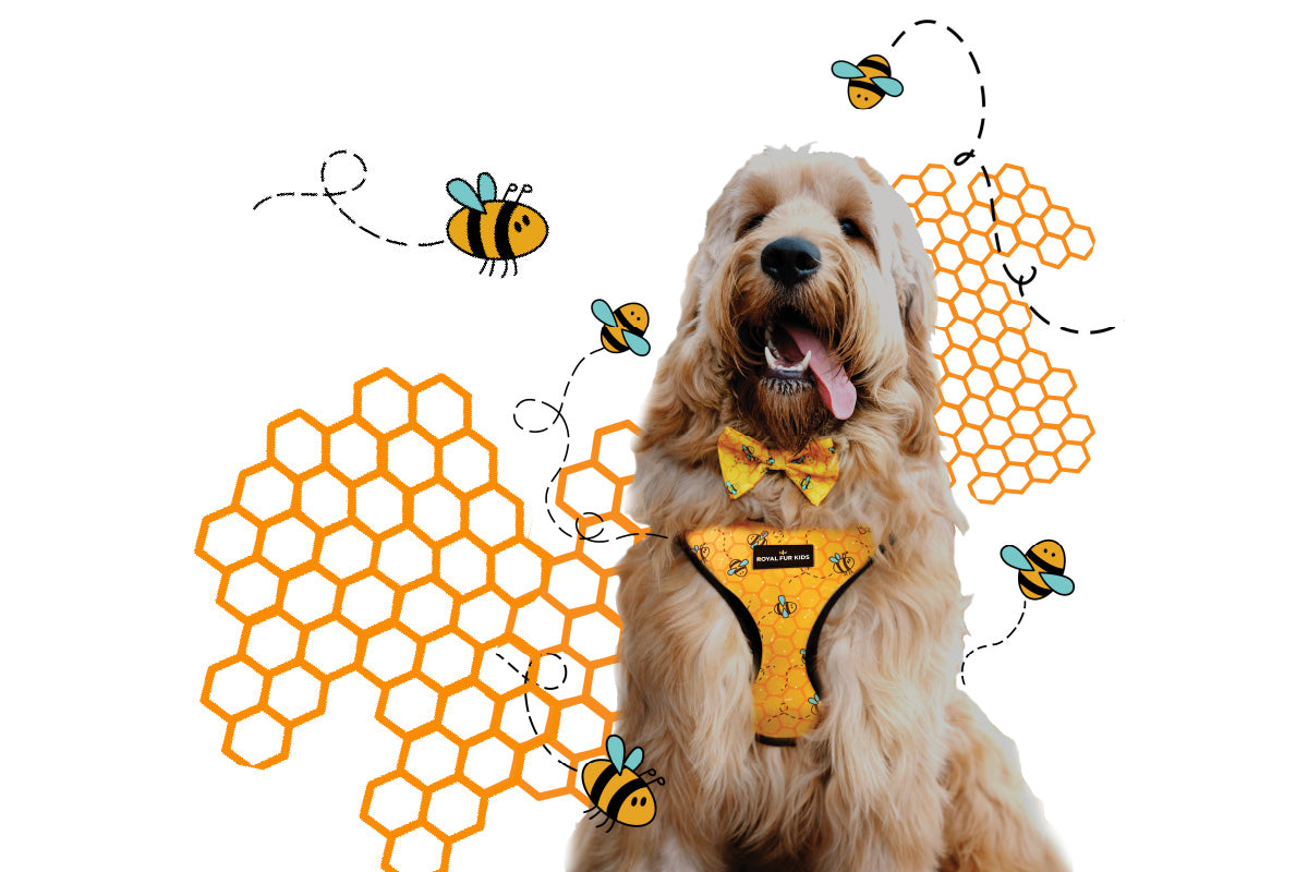 A shaggy dog wearing a bee harness and bow tie, with bees buzzing around him.