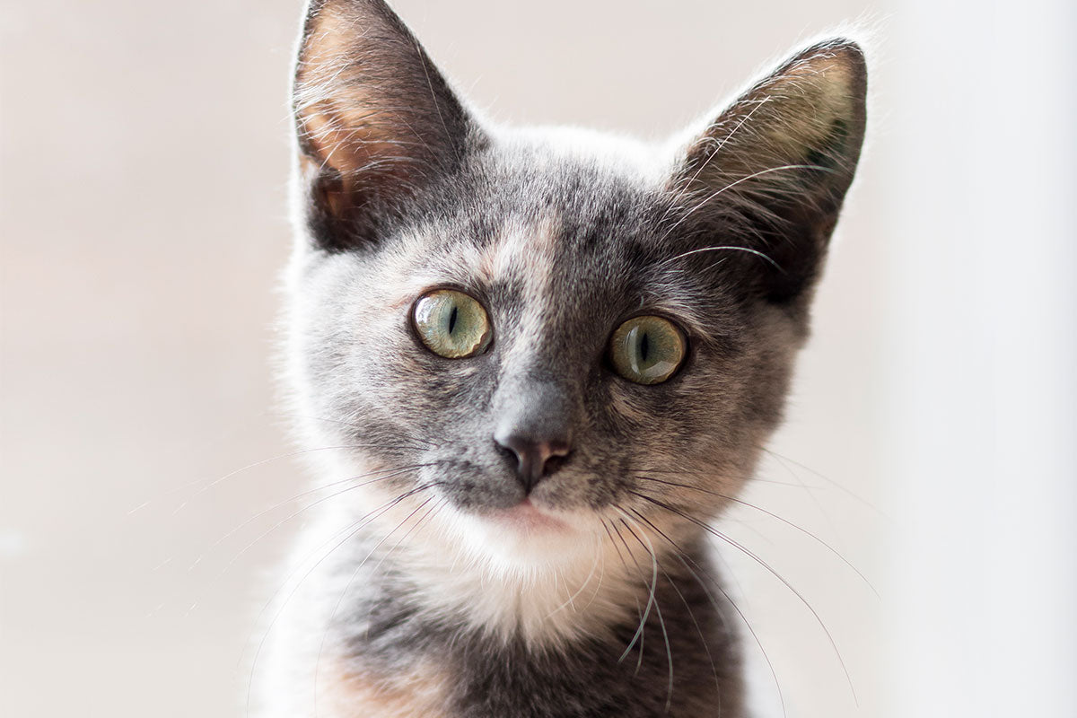 A curious cat
