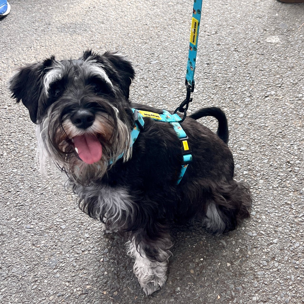 Tropical Pineapple H-Strap Harness