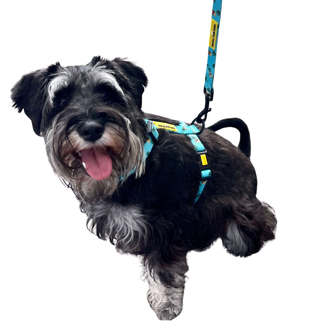 Tropical Pineapple Leash