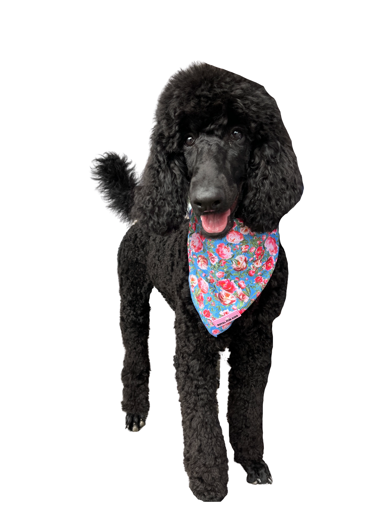 The Rose Collection Bandana Molly Standard Poodle