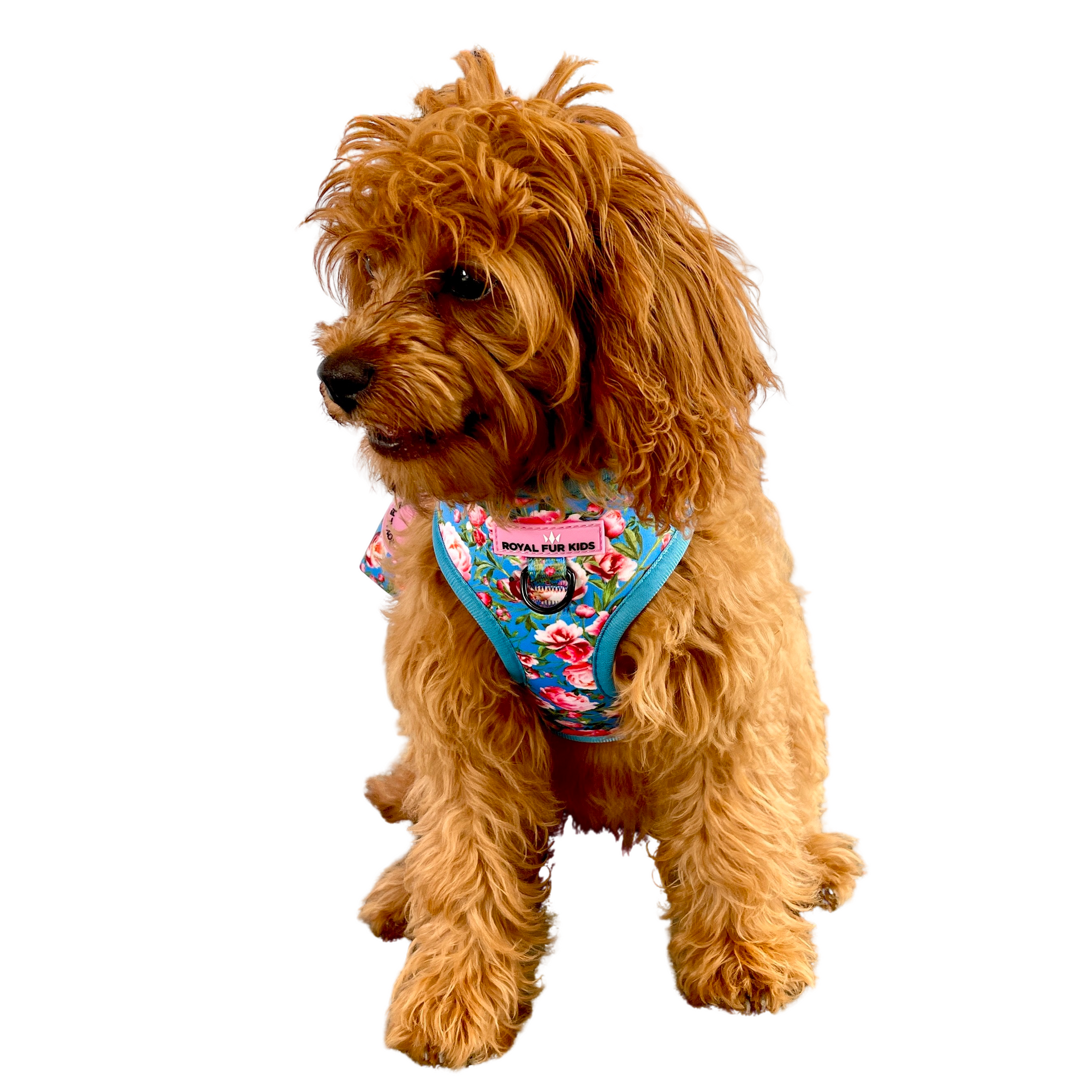  The Rose Collection Harness. Luna in XS