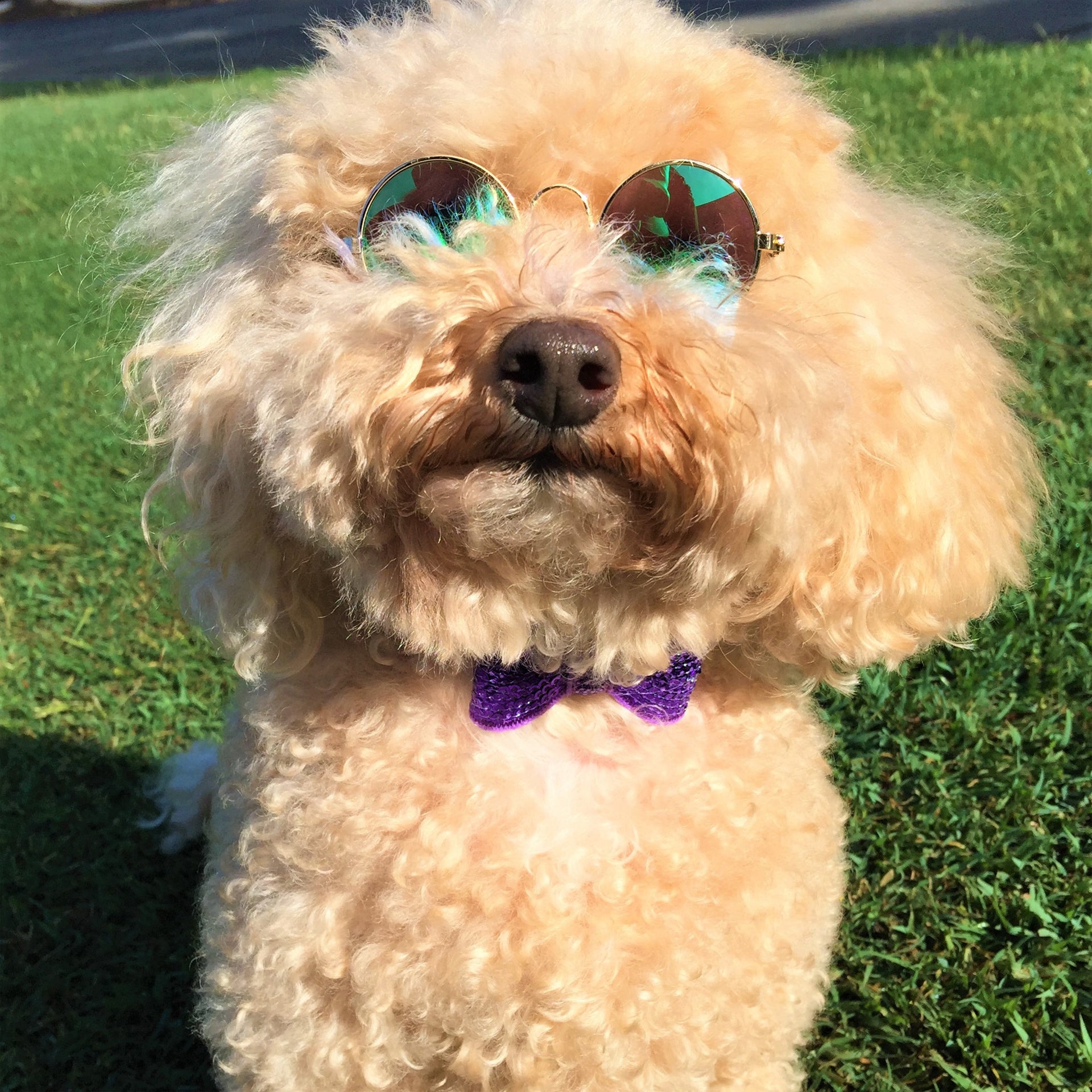 Sparkly Bow Tie Collar Purple and Mirrored Sunglasses Daisy